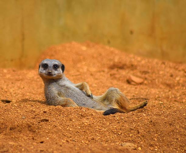 Suricate